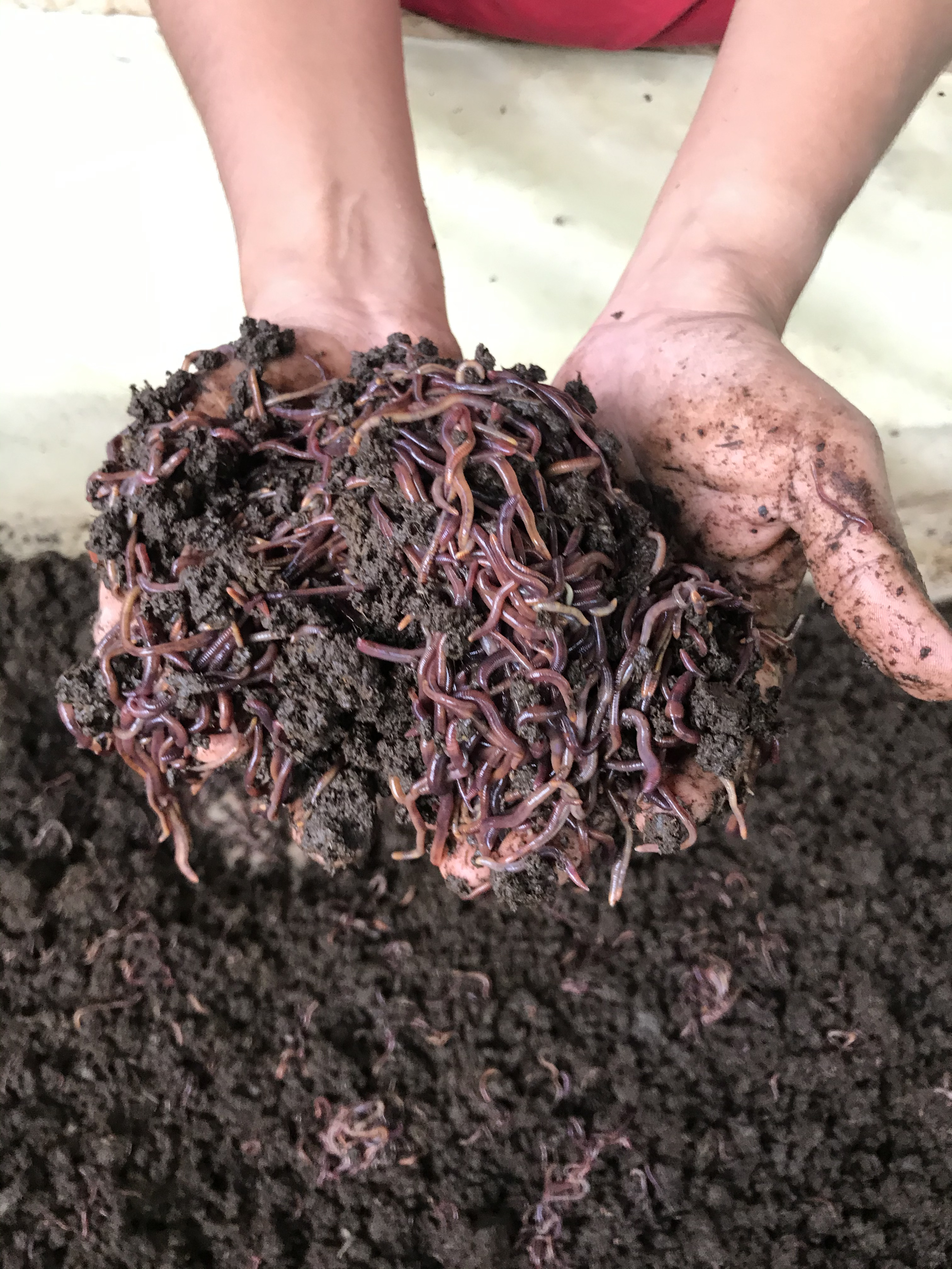 SEMILLA O PIE DE CRÍA DE LOMBRIZ ROJA 1 KG