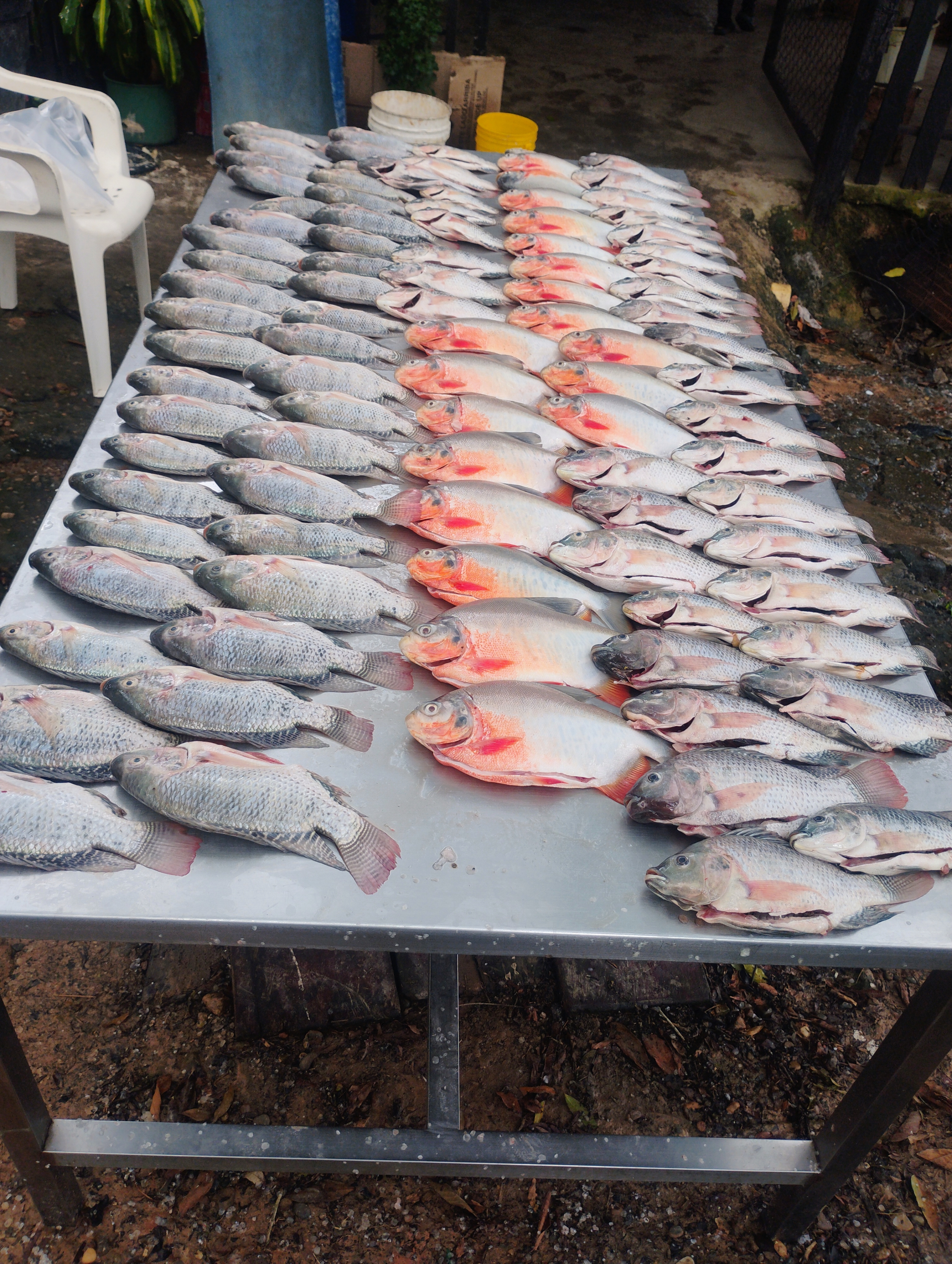 Carne de Pescado Fresca (Especies Amazónicas)