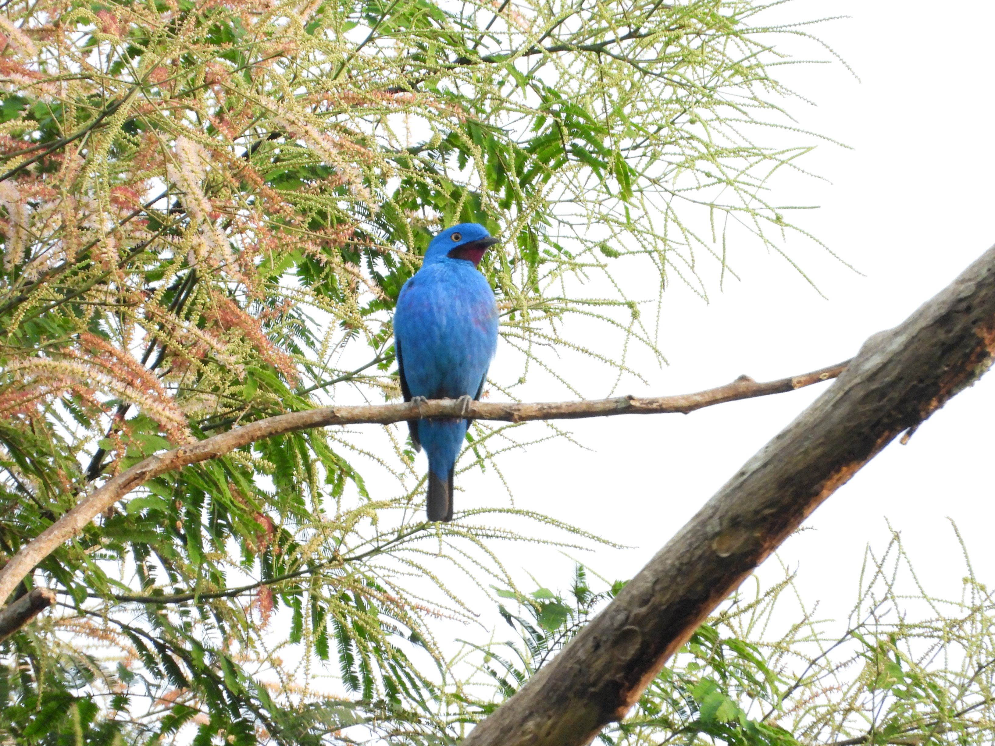 Avistamiento de Aves (Guía Especializado)